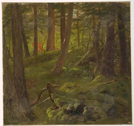 Disegno, Vegetazione della giungla, 1865